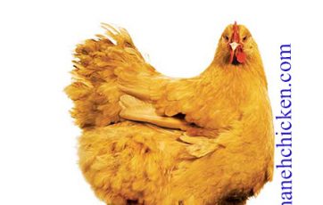 گوشت مرغ اورگانیک را از سمانه مرغ تهیه کنید
